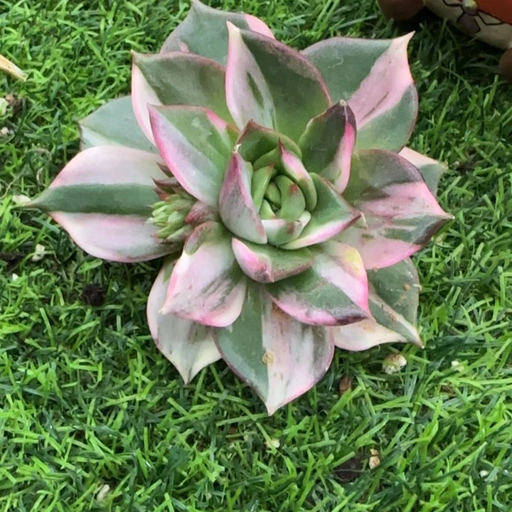 藏宝图多肉植物的