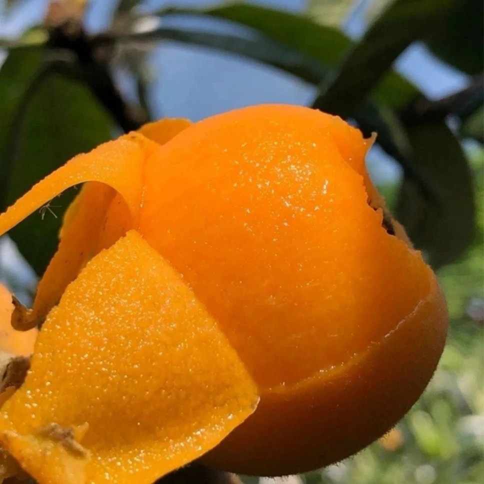 【大凉山枇杷】四川大五星枇杷新鲜水果当季米易孕妇水果琵琶包邮F