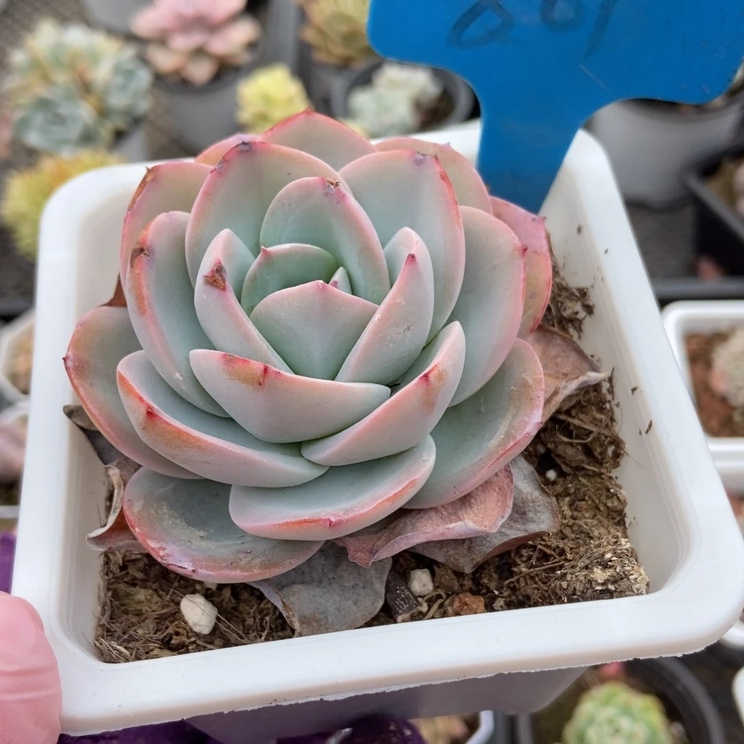 861布鲁兰多肉植物保护