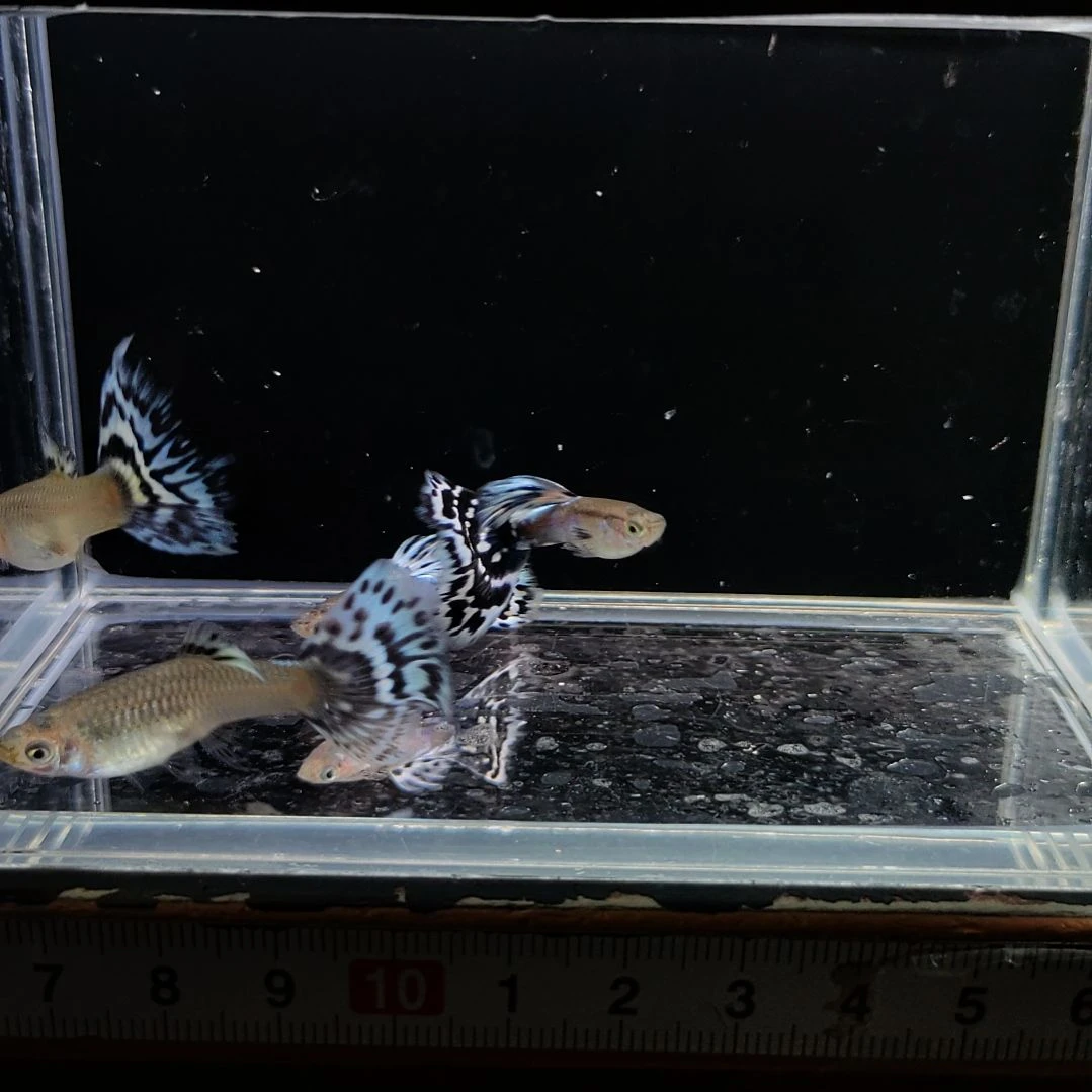 孔雀鱼古老蓝码两对