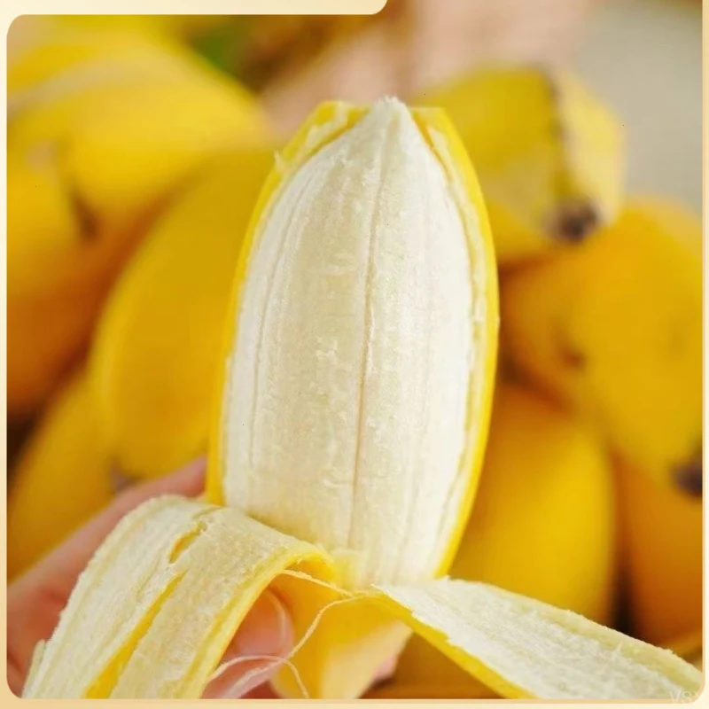 正宗广东苹果蕉产地直发3/5斤新鲜水果应季批发自然熟甜软糯香蕉