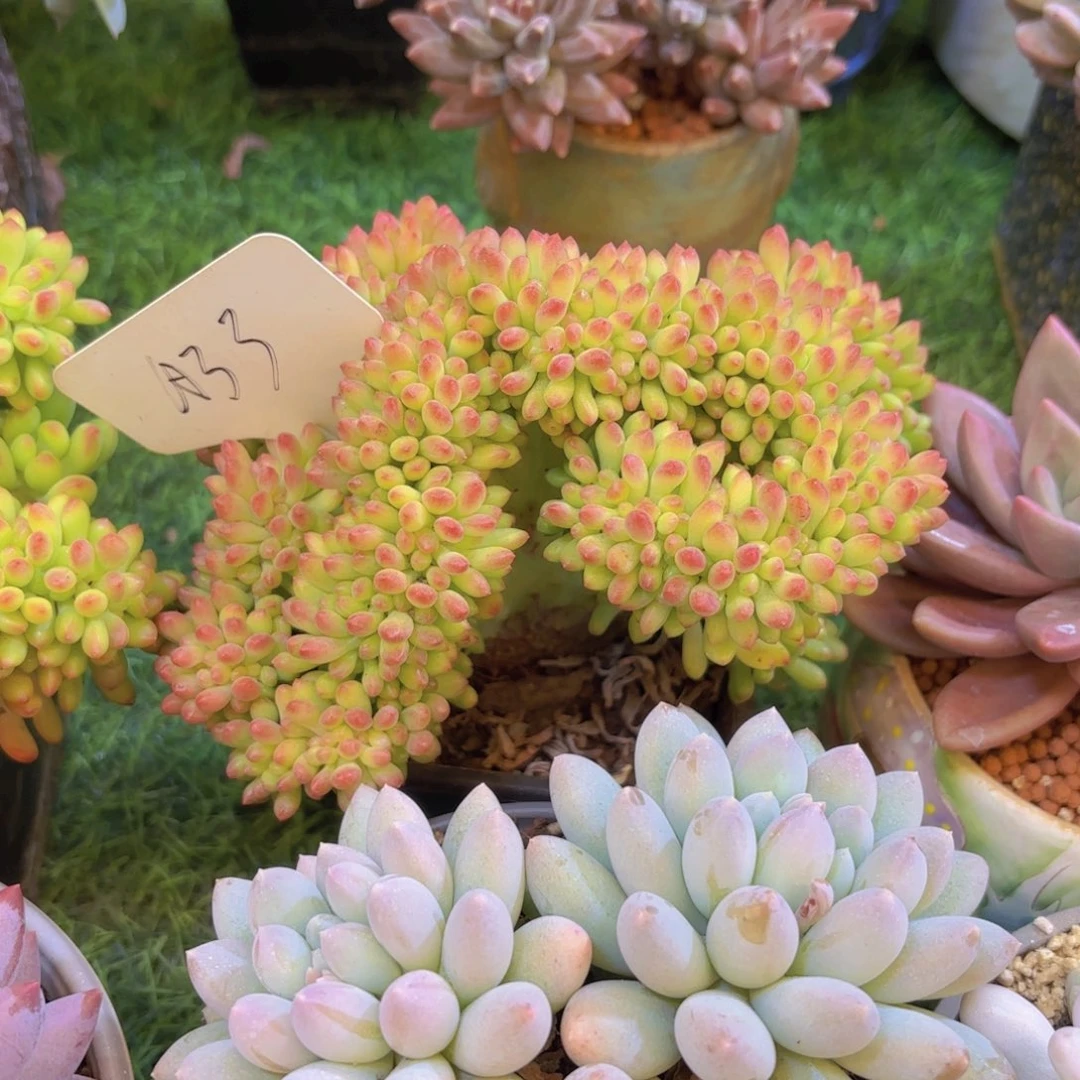 最****云南金致家精品多肉