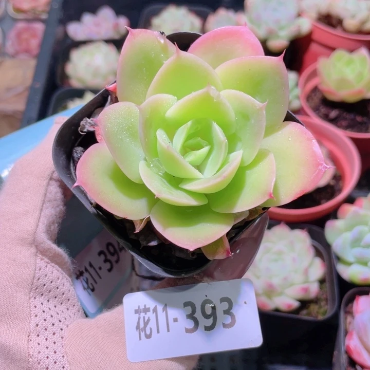 花利美11-393柠檬酸橙