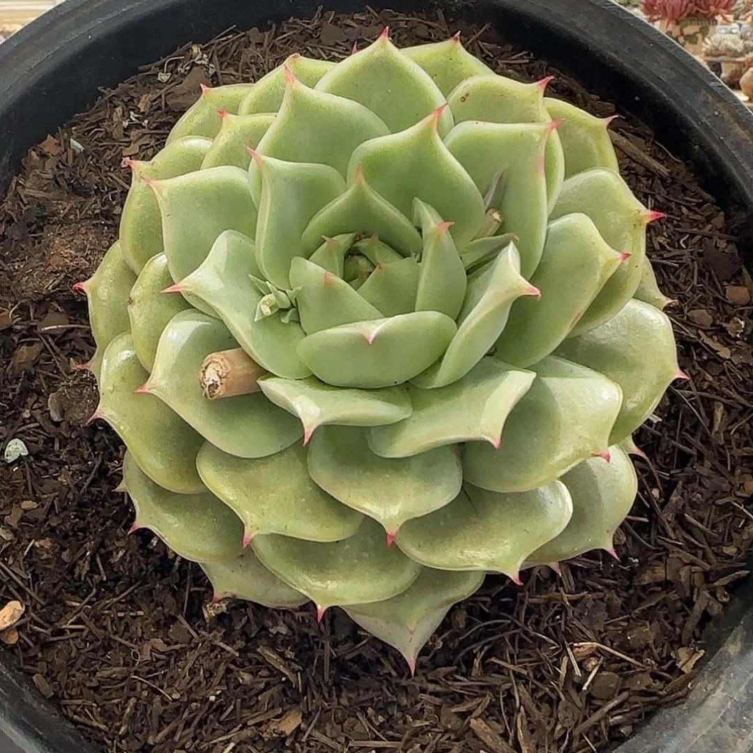 小**?小情，白瓷娃娃99.9 肉