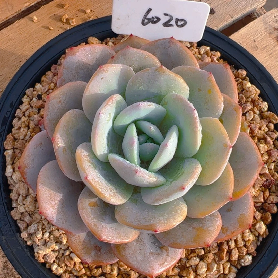 呀*奶茶6020号一物一拍