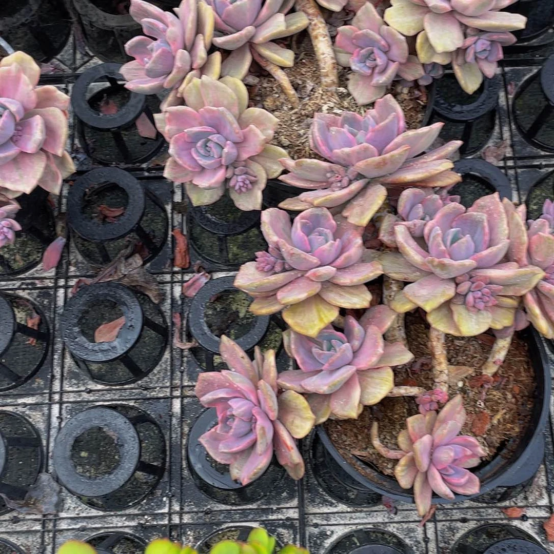 高***高彩虹糖锦多肉植物2颗