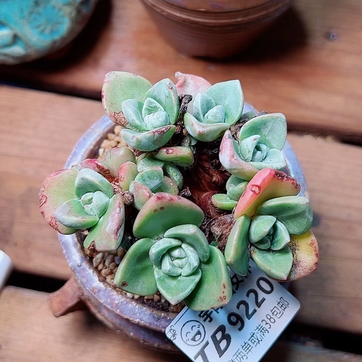 9220泡芙仙女杯多肉