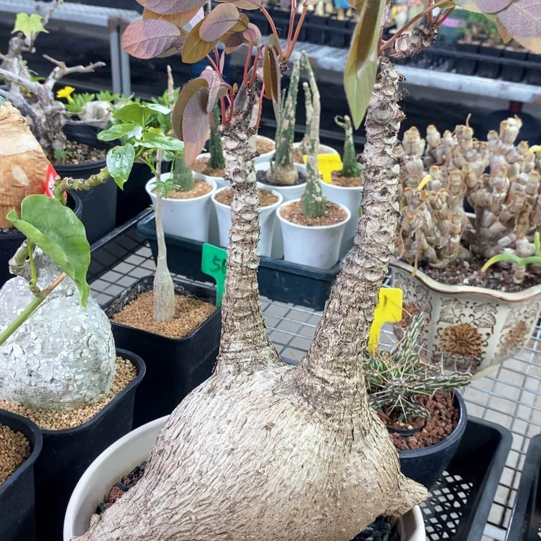 奇异油柑多肉植物