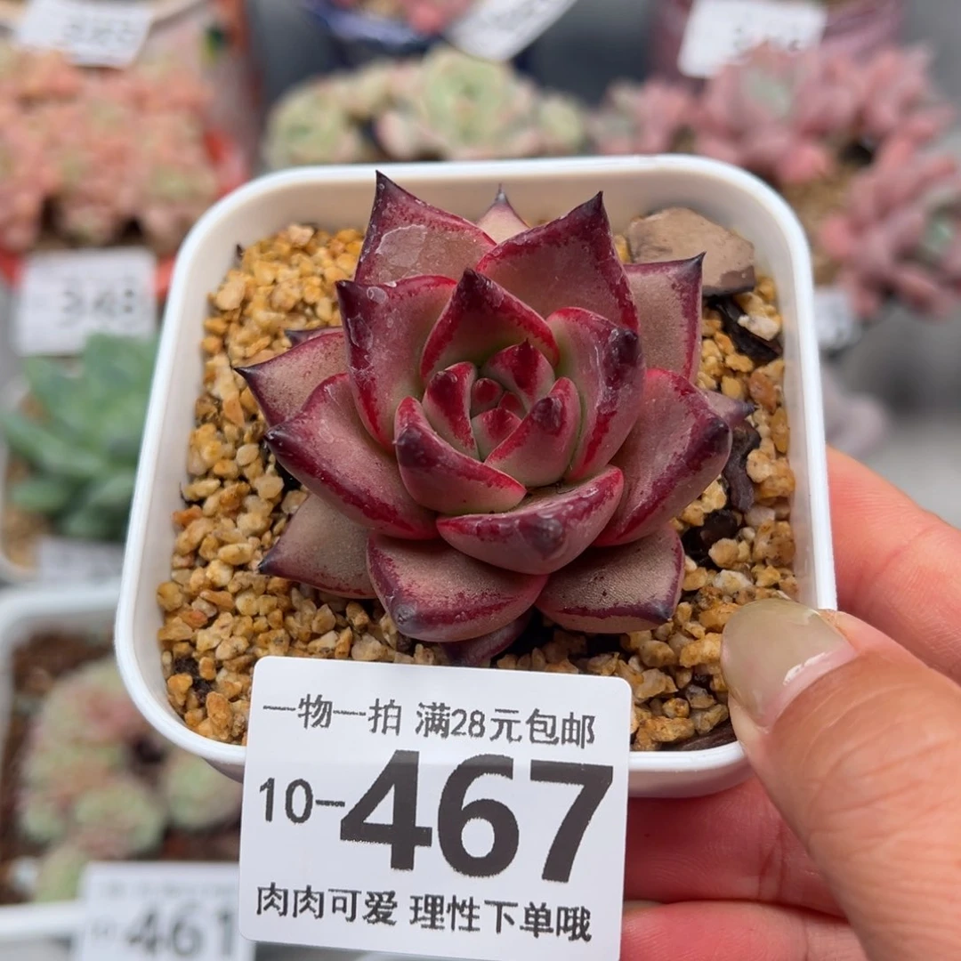 库苏，多肉多肉多肉多肉