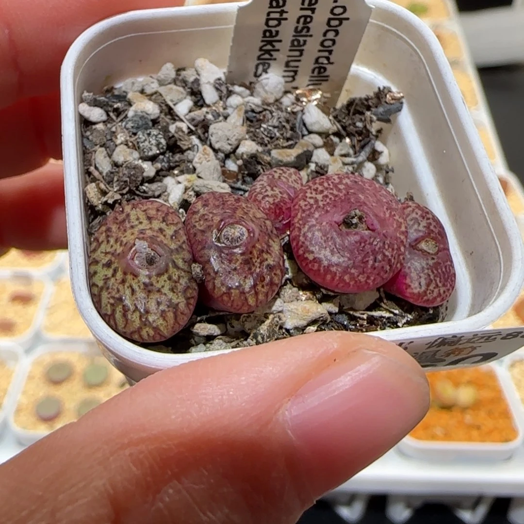 酒****?肉锥多肉植物百科-1560