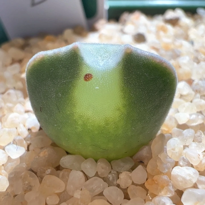 678。 青蛙2年大眼睛。 干疤福利 大眼 短短耳