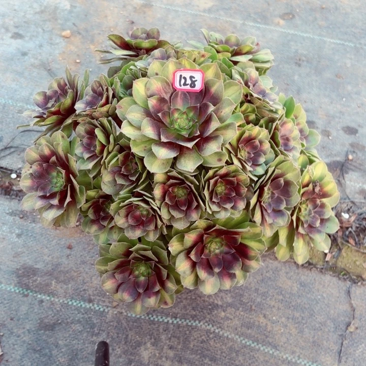 倾城中班锦128法师多肉