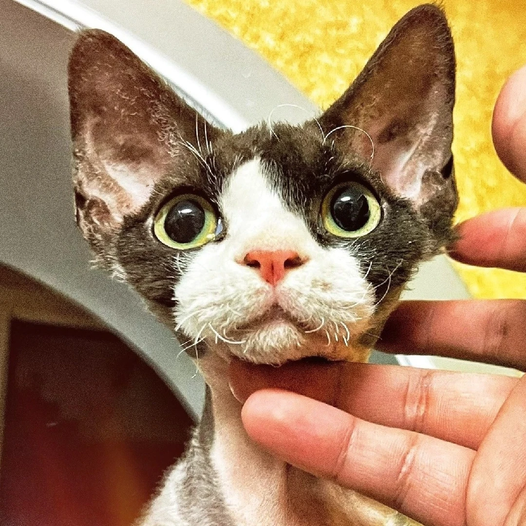 （德文卷毛猫）活体猫咪通用链接