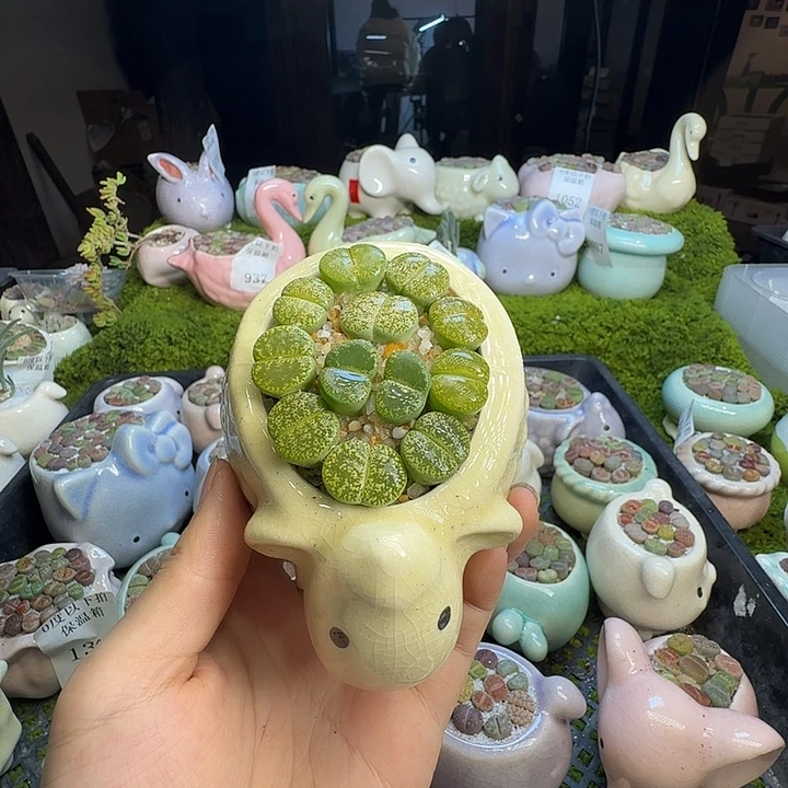 金***豆多肉植物和植物等1085