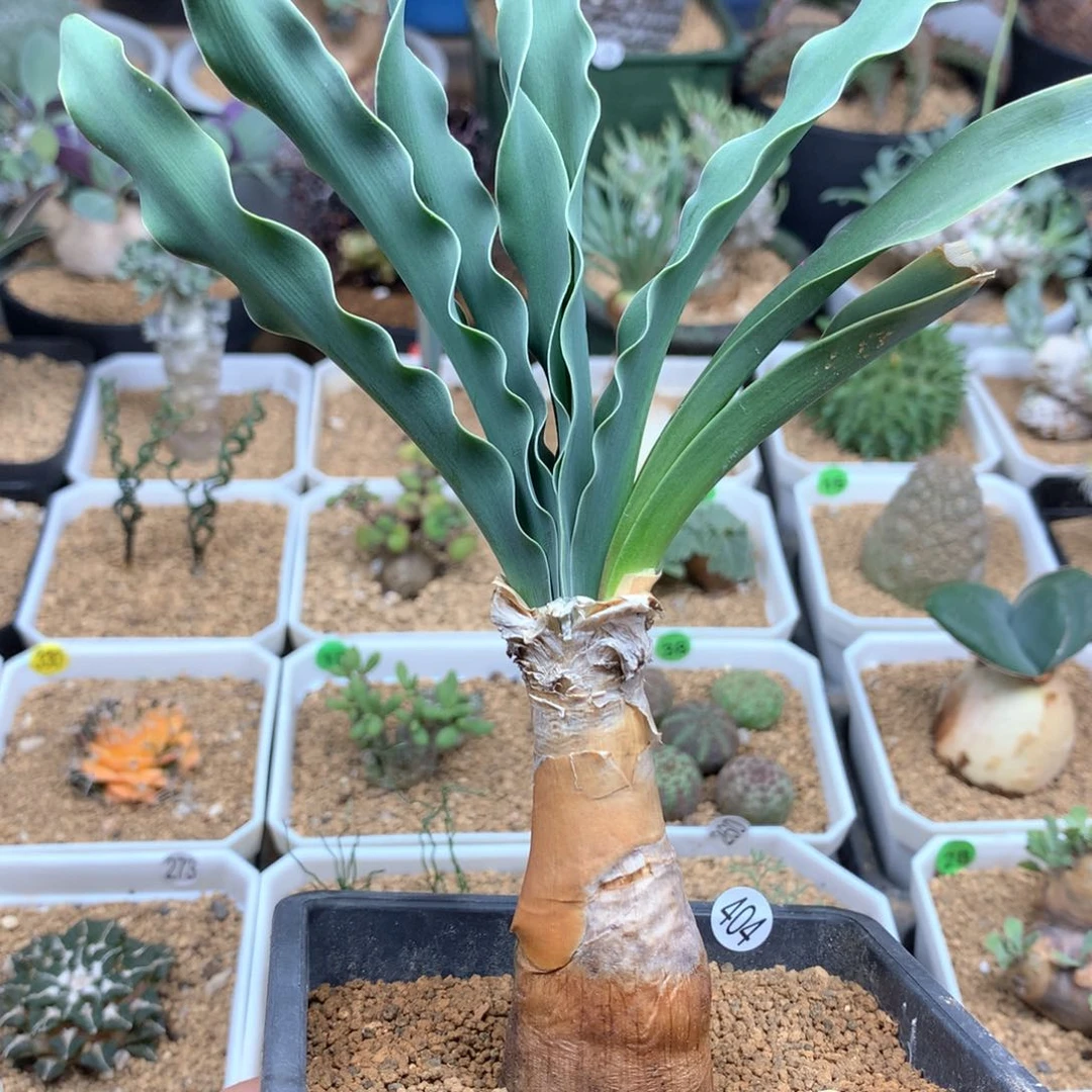 巨凤之卵带盆多肉 2.8cm