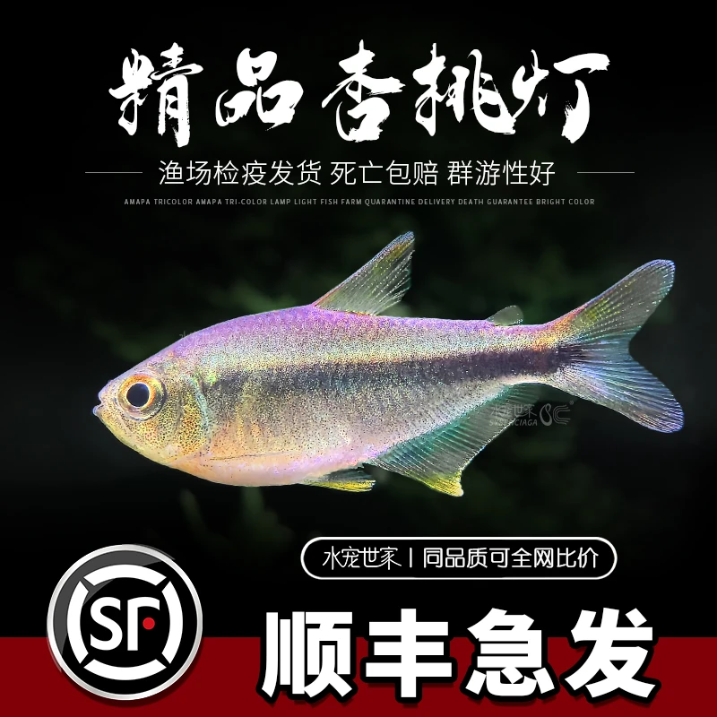 直播优惠杏桃灯鱼灯科观赏绯红巧克力霓虹灯鱼小型饲养混养活体