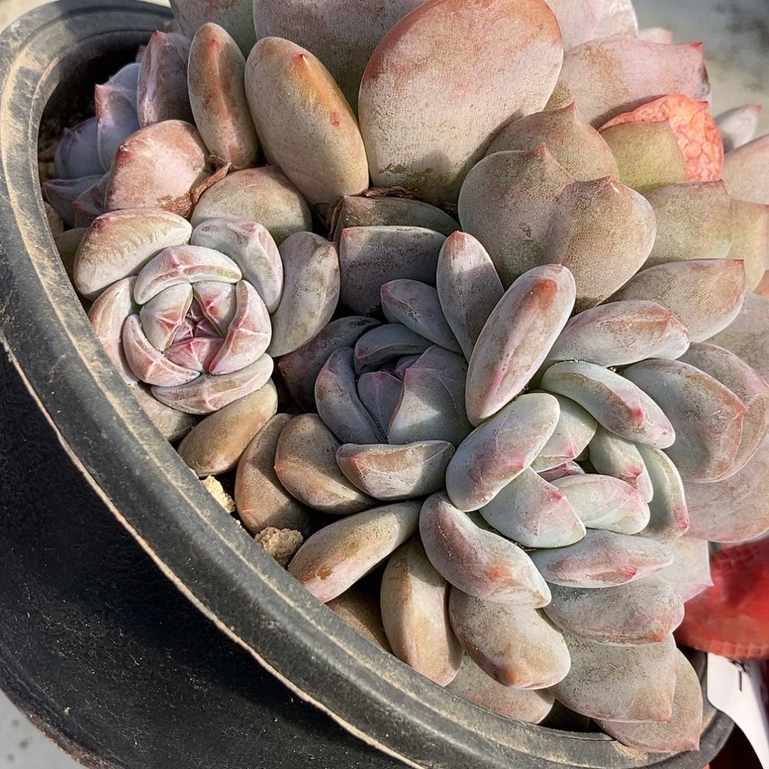 61 一物一拍多肉不退不换