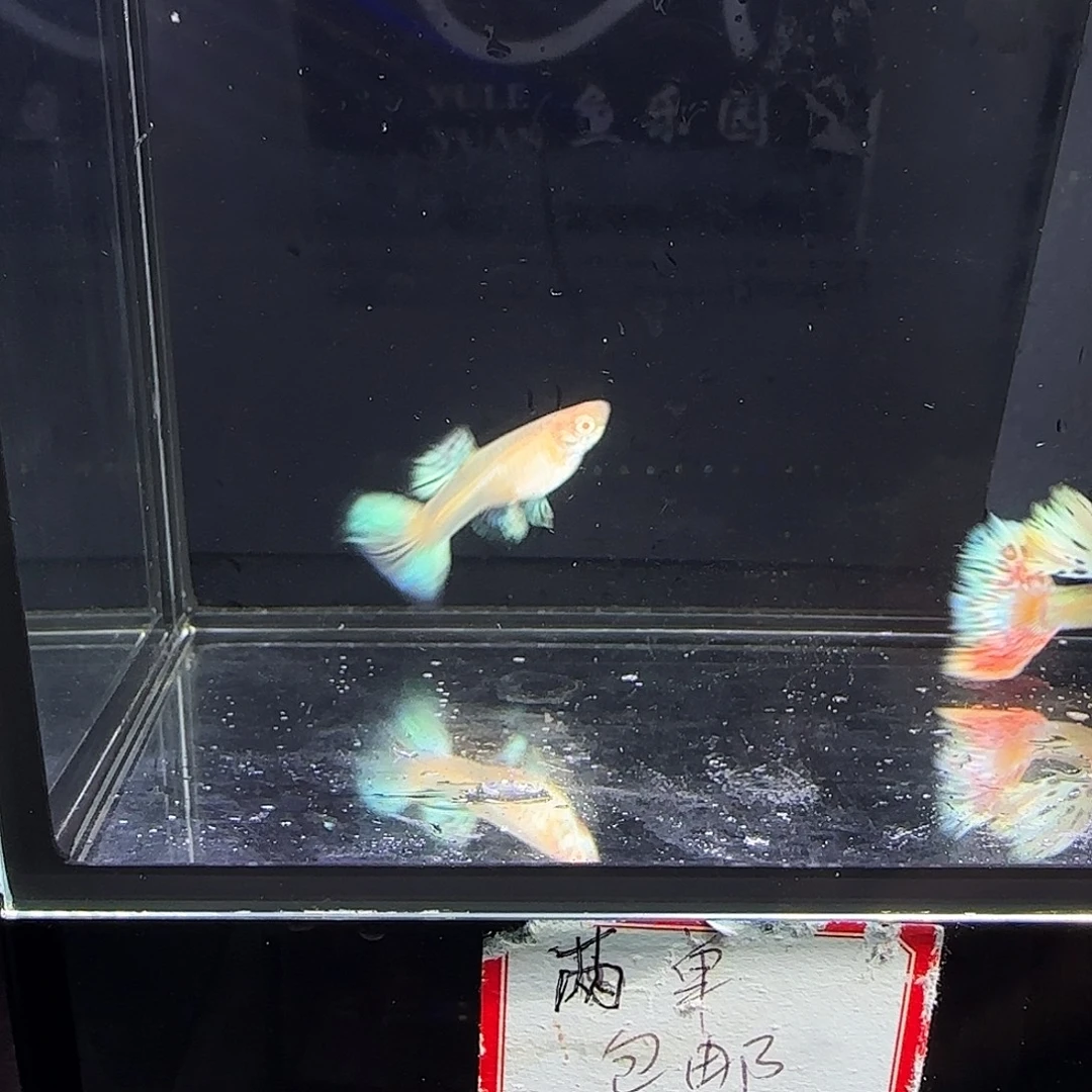 孔雀鱼象耳白子一对