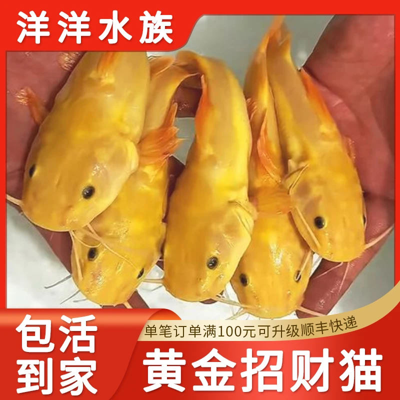 黄金招财猫鱼红尾鲶鱼热带淡水观赏鱼黄金猫无黑砂无黑点小苗
