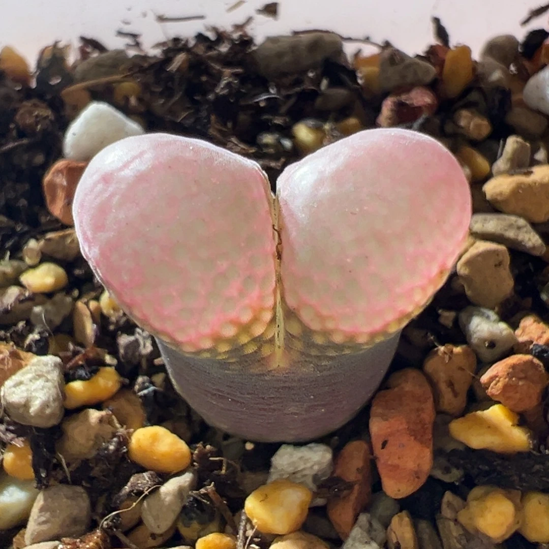 紫体粉窗 厚翻窗 好看14