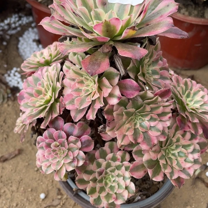 无花朵591对肉植物红肉酱