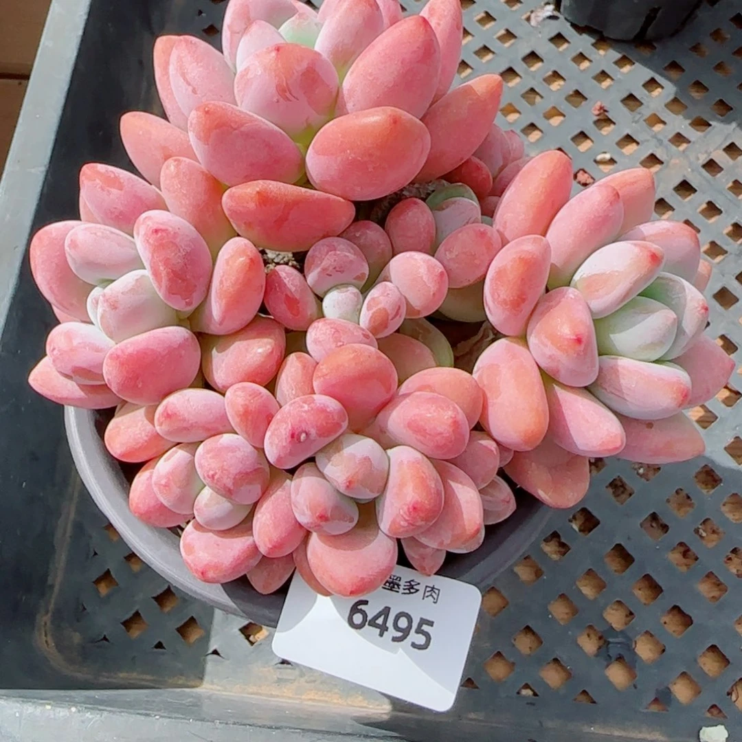红洛神，6495多肉植物