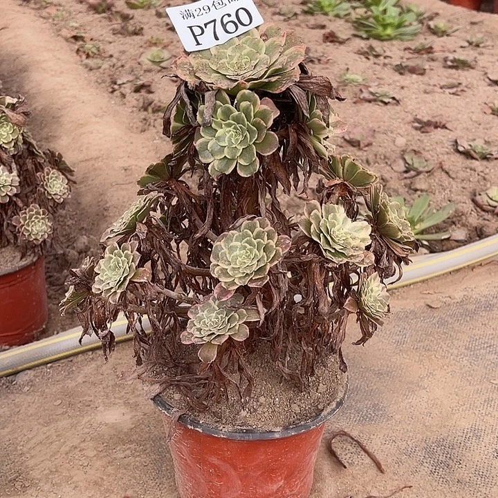 红***香760水墨画多肉植物