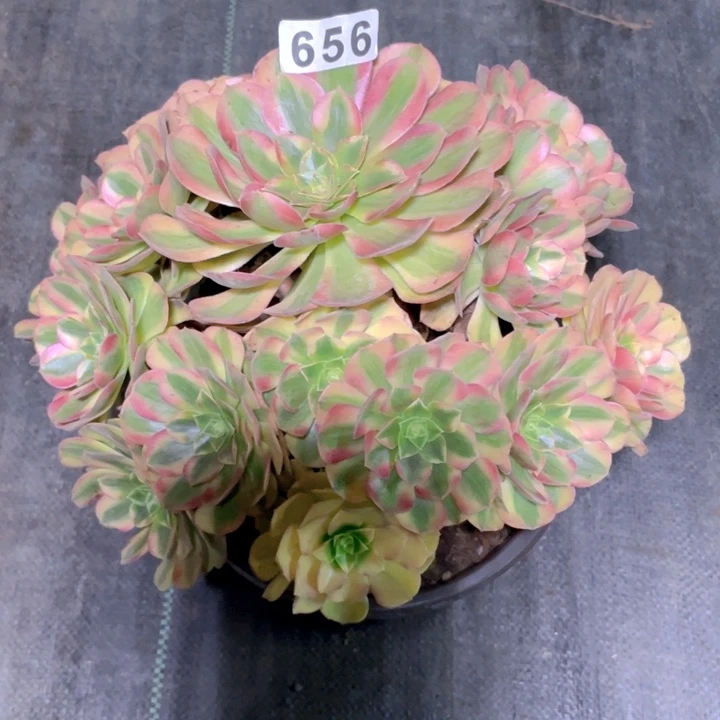 656老庄多肉法师雨荷