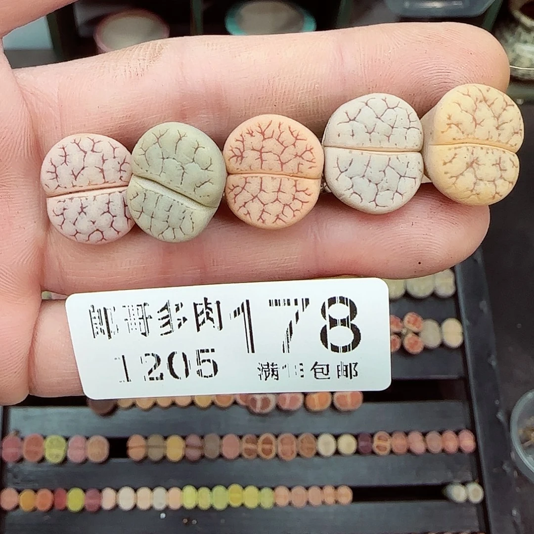 豚***主满满18包邮1205-178