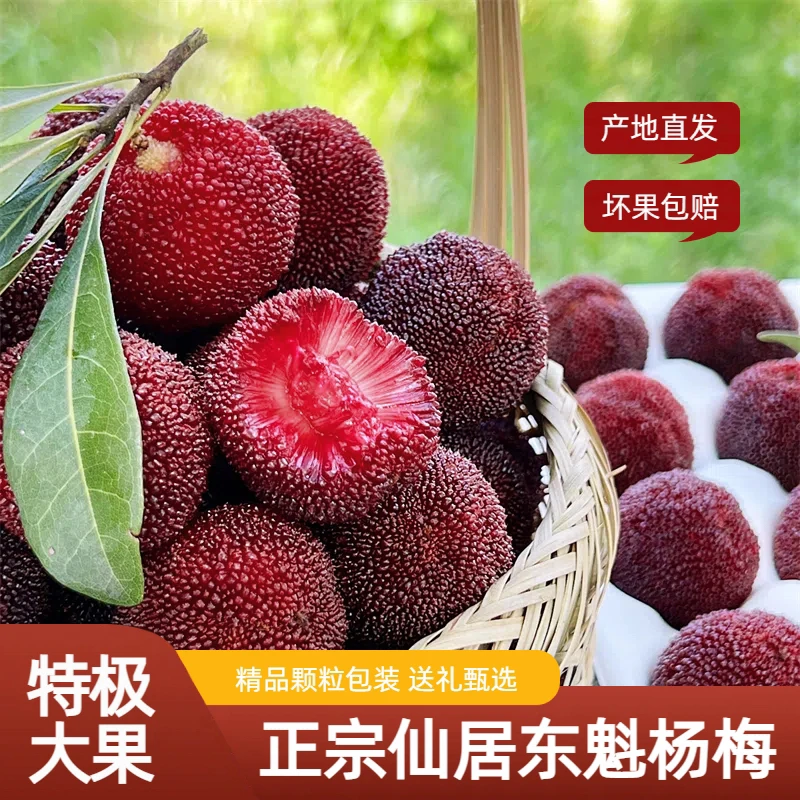 【10A特大果】仙居东魁杨梅新鲜现摘孕妇水果送礼当季大果顺丰