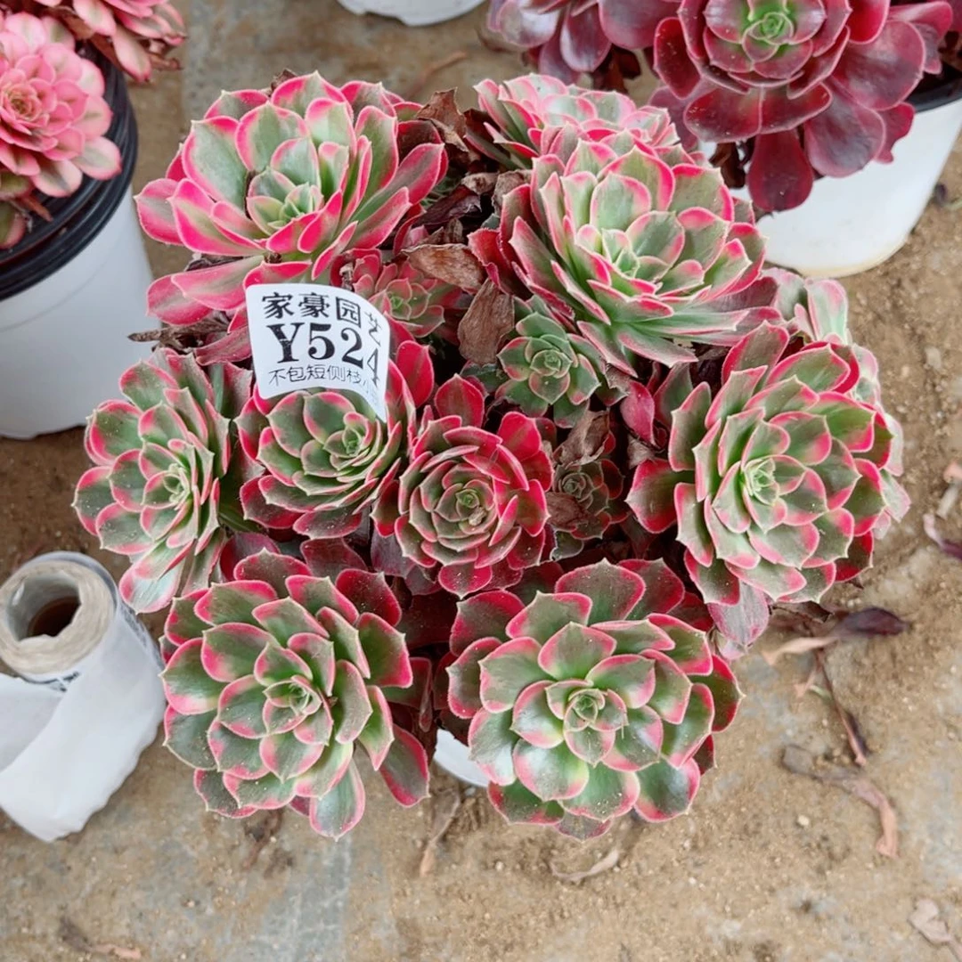 524安娜冠幅20左右