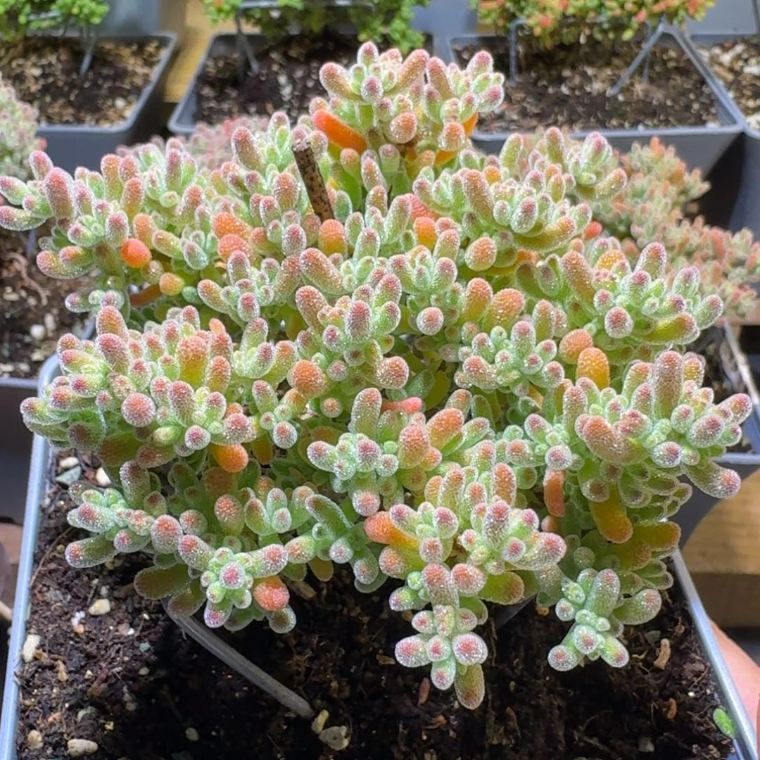 冰晶枝干番杏老桩656换成193