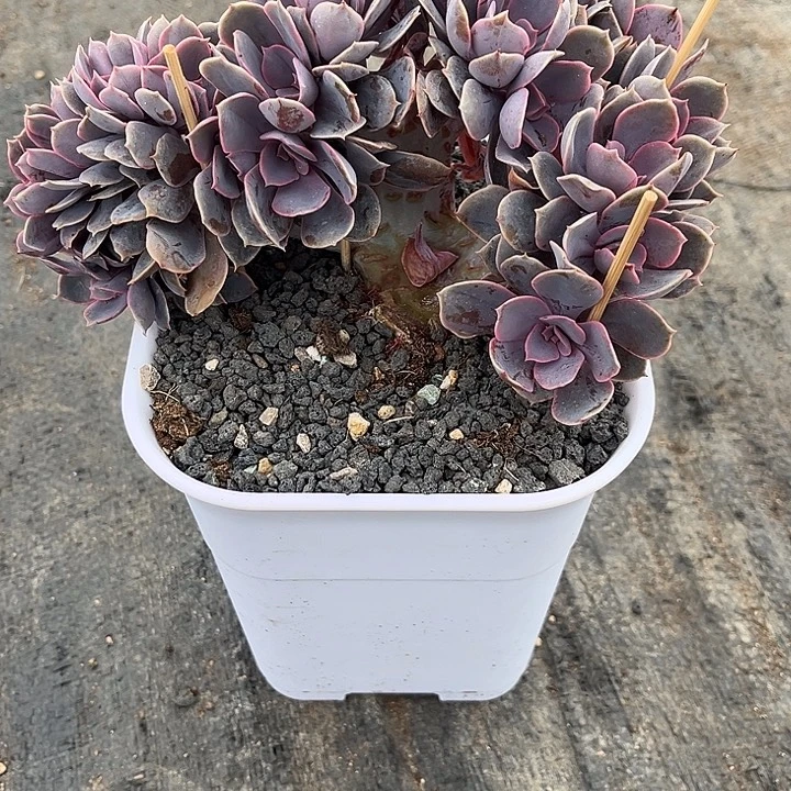 k***嘿程成多肉植物紫丁香缀化