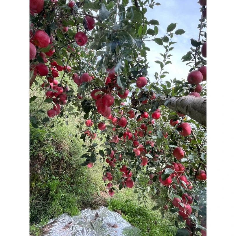 云南昭通丑苹果现摘现发冰糖心脆甜可口新鲜应季水果