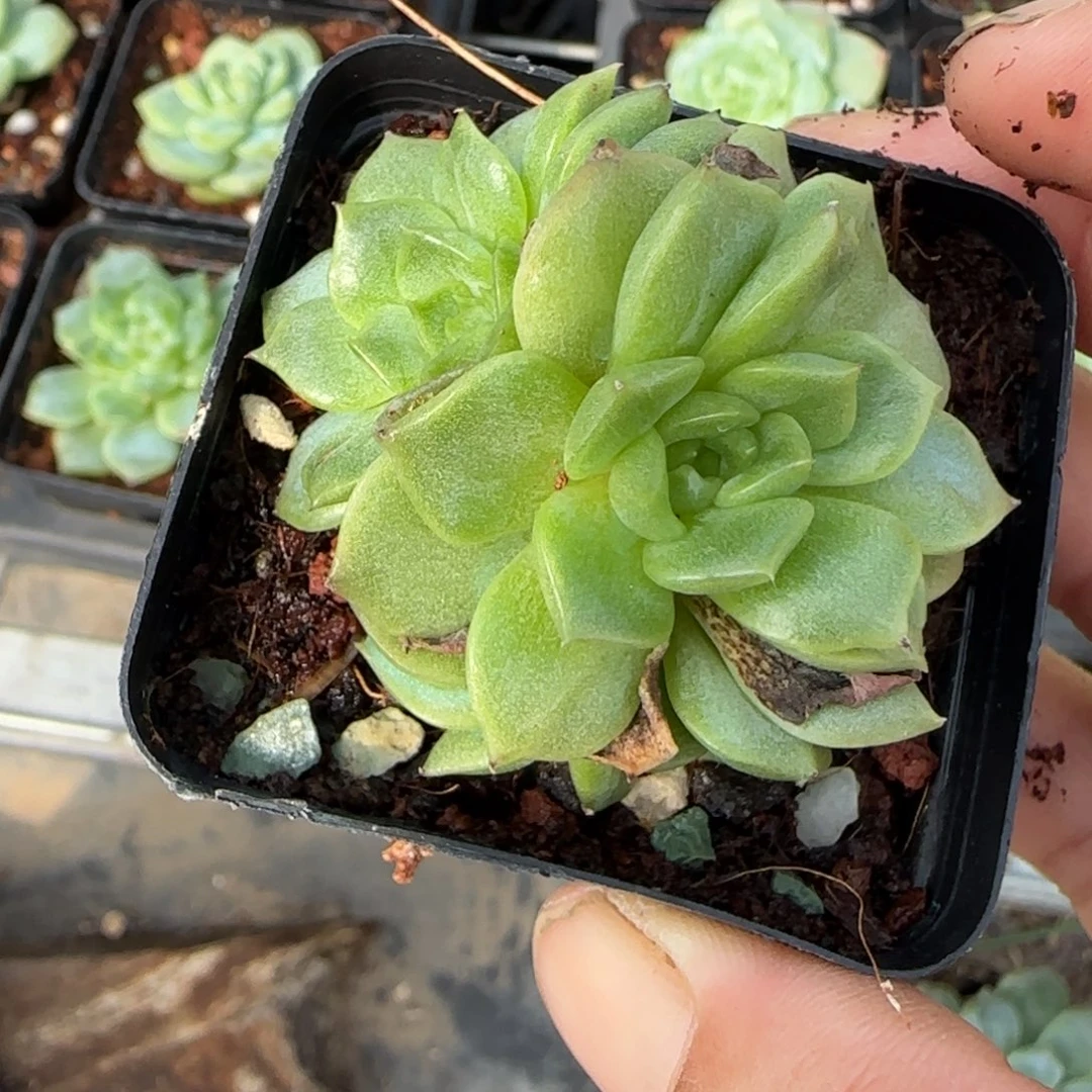 小卡拉米糖心一物一拍