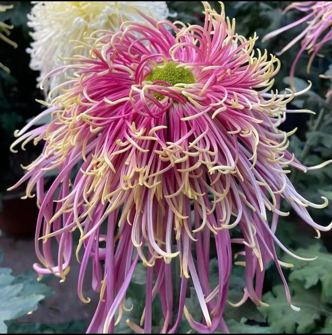 九月菊精品【桃红柳绿】稀有品种大花富贵菊 盆栽庭院好养活