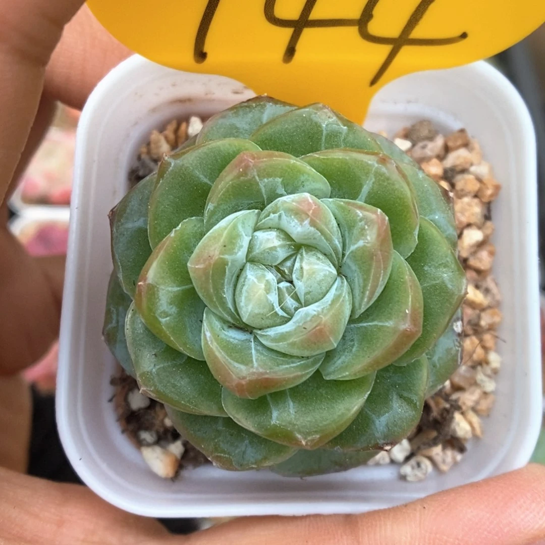 绿糖心珍妮可拍744号。