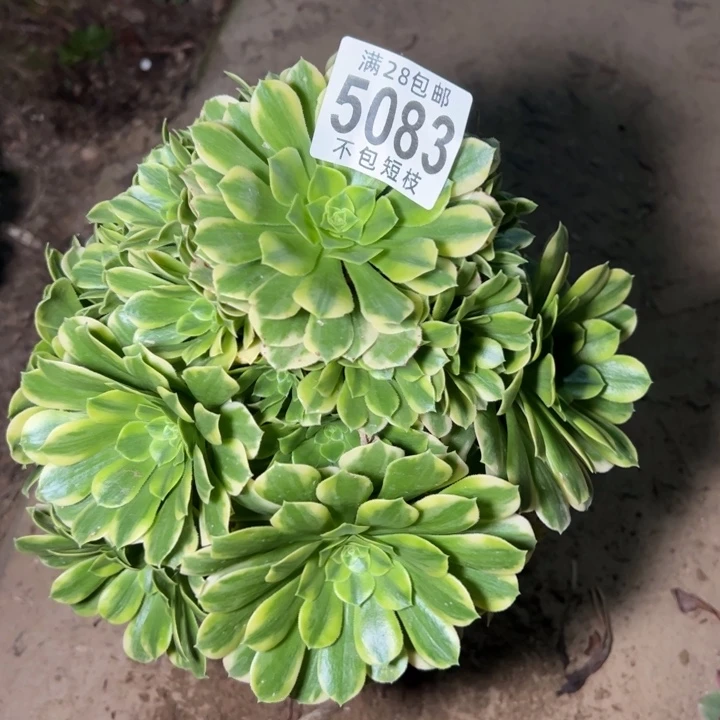金丝翡翠多肉植物法师5083