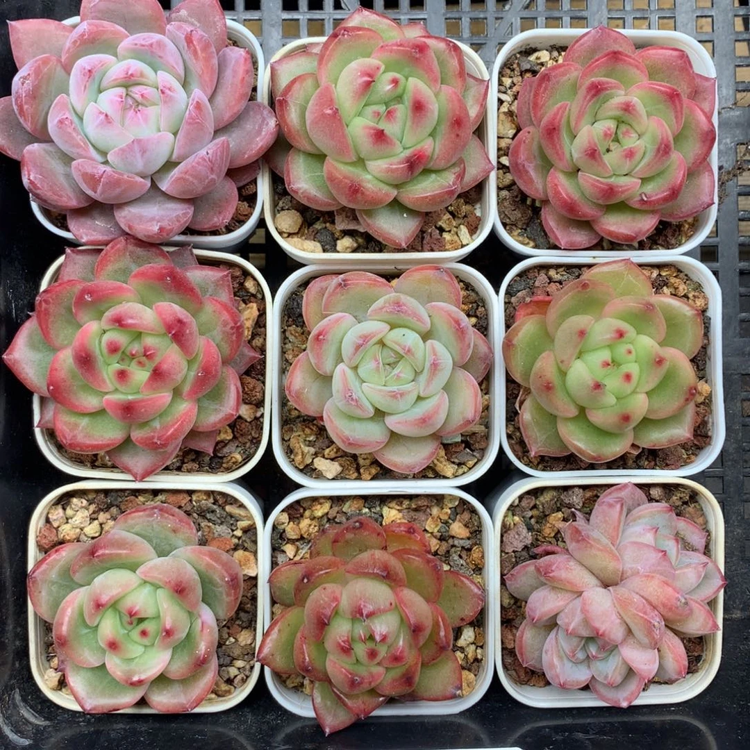 1203-128 套餐一组