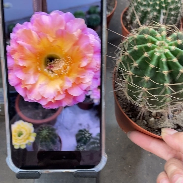 彩草1-200号6.5公分左右