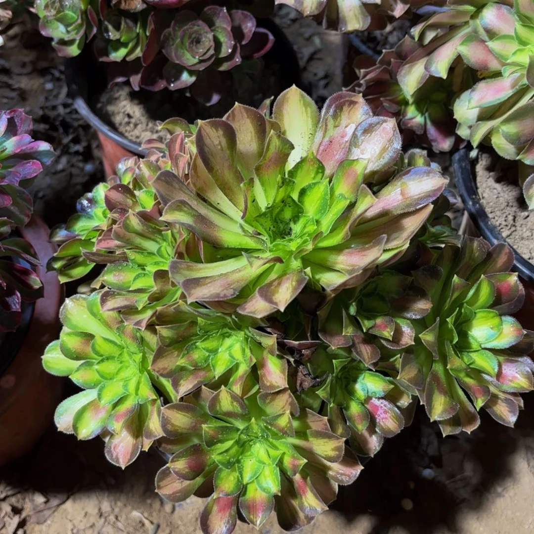 韶华9.9木质老桩号