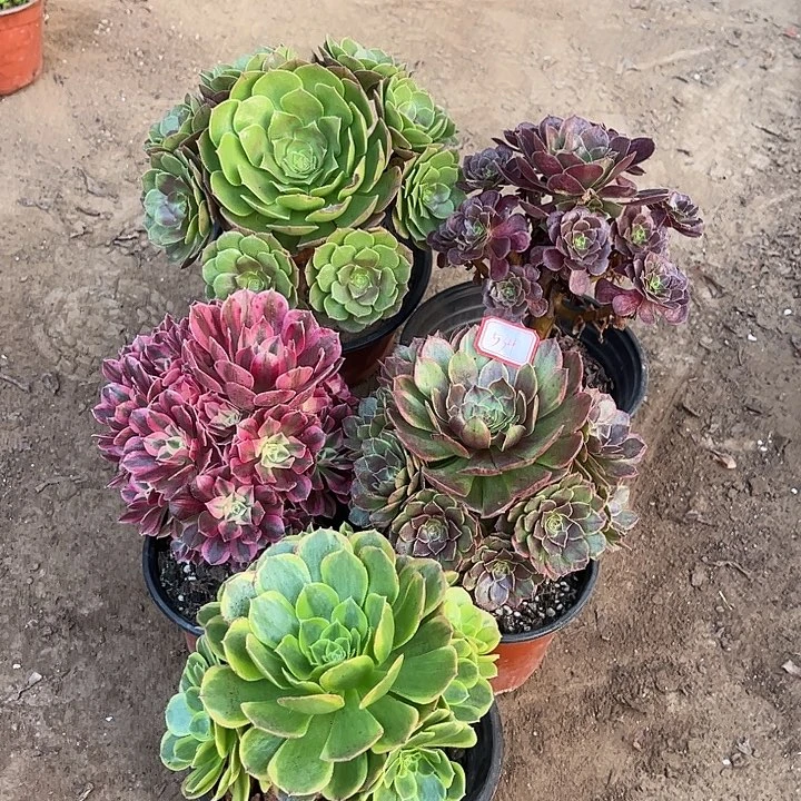 534多肉植物组合，