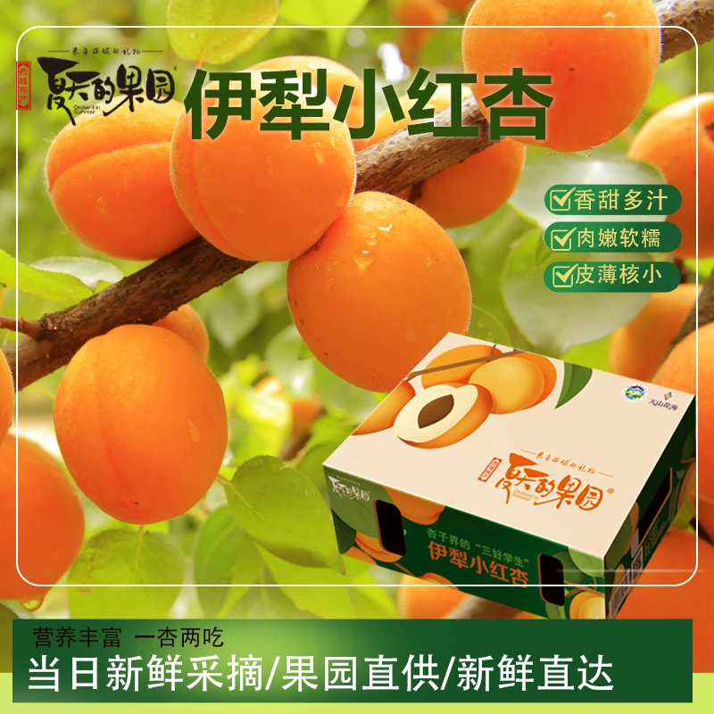 HZ勿动【新疆伊犁小红杏】夏天的果园精品小红杏皮薄肉厚礼盒包装