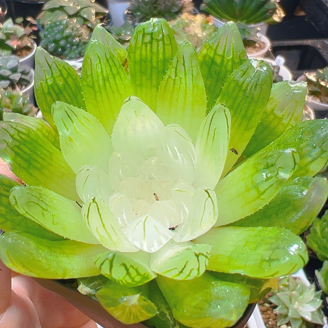 白娘子多肉多肉多肉多肉