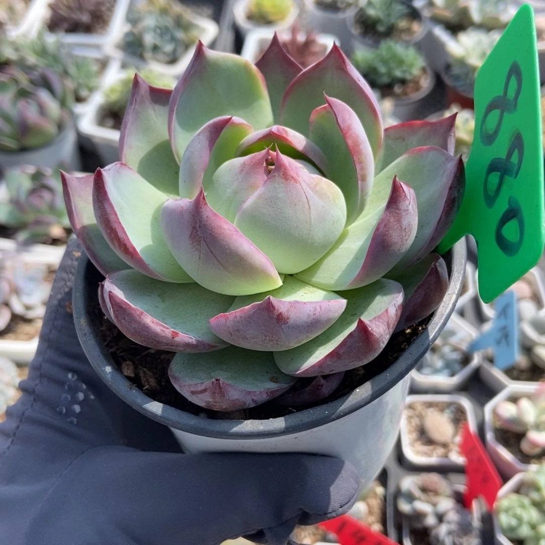 880惊鸿仙子多肉植物