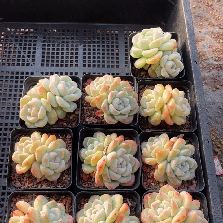 冰玉多肉七方盆一组10个4号