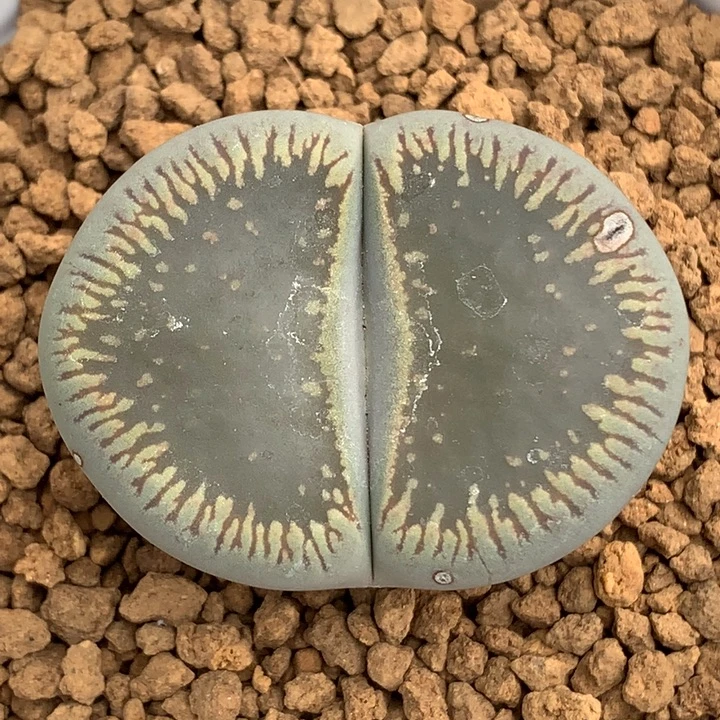 精品多肉植物精品多肉