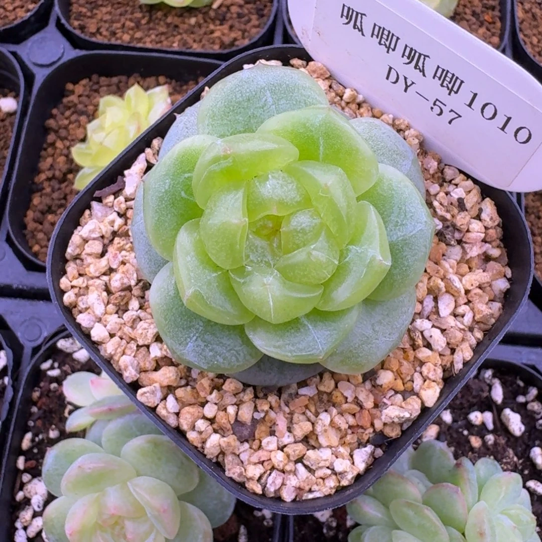 1010-57-3003单头一颗