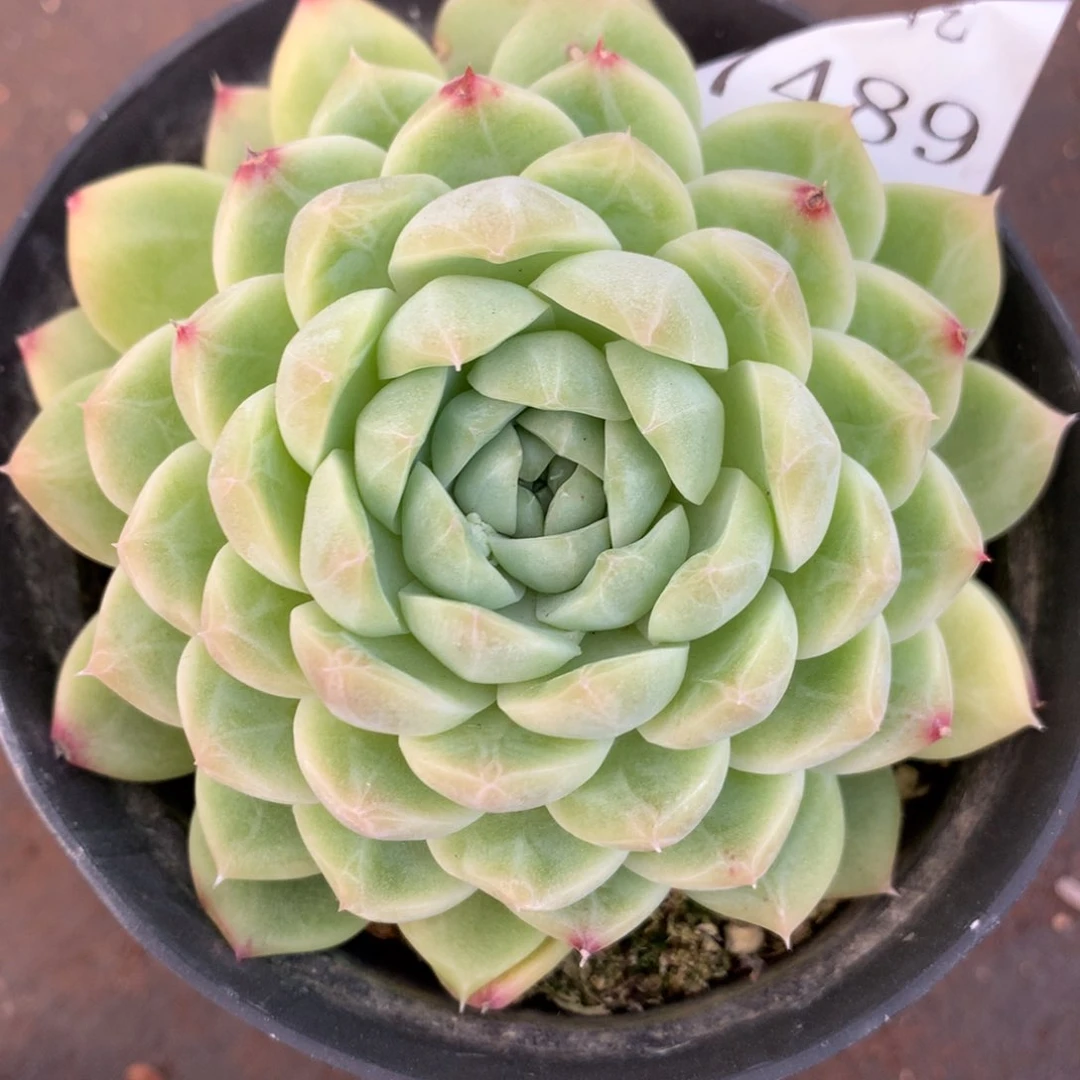 7489杂交多肉植物