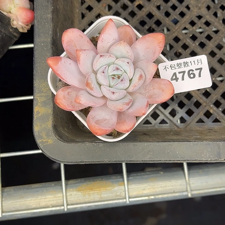 阿雅园艺。       4767星星雪